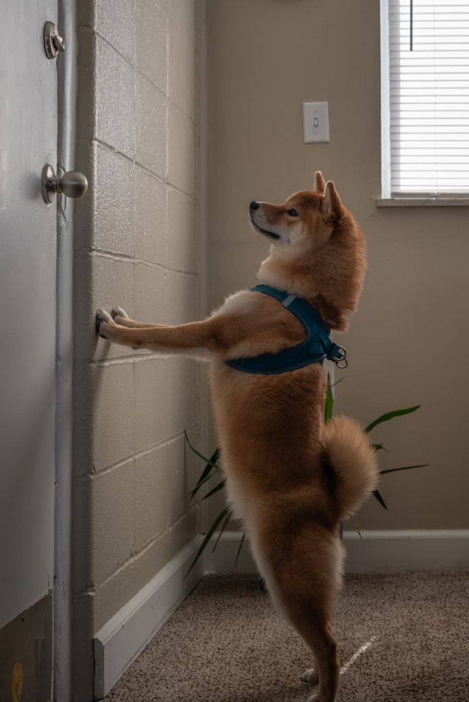 собака и дверь